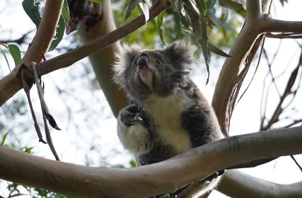 Kennett River Koala Walk