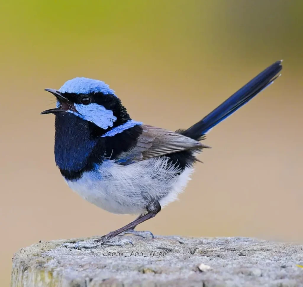 Blue (Superb) Wren