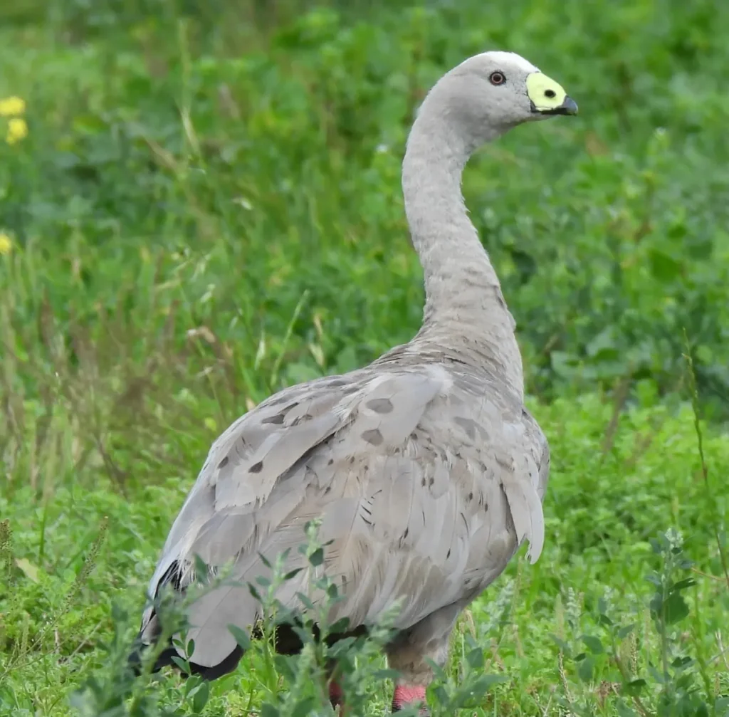 Cape Barren Goose