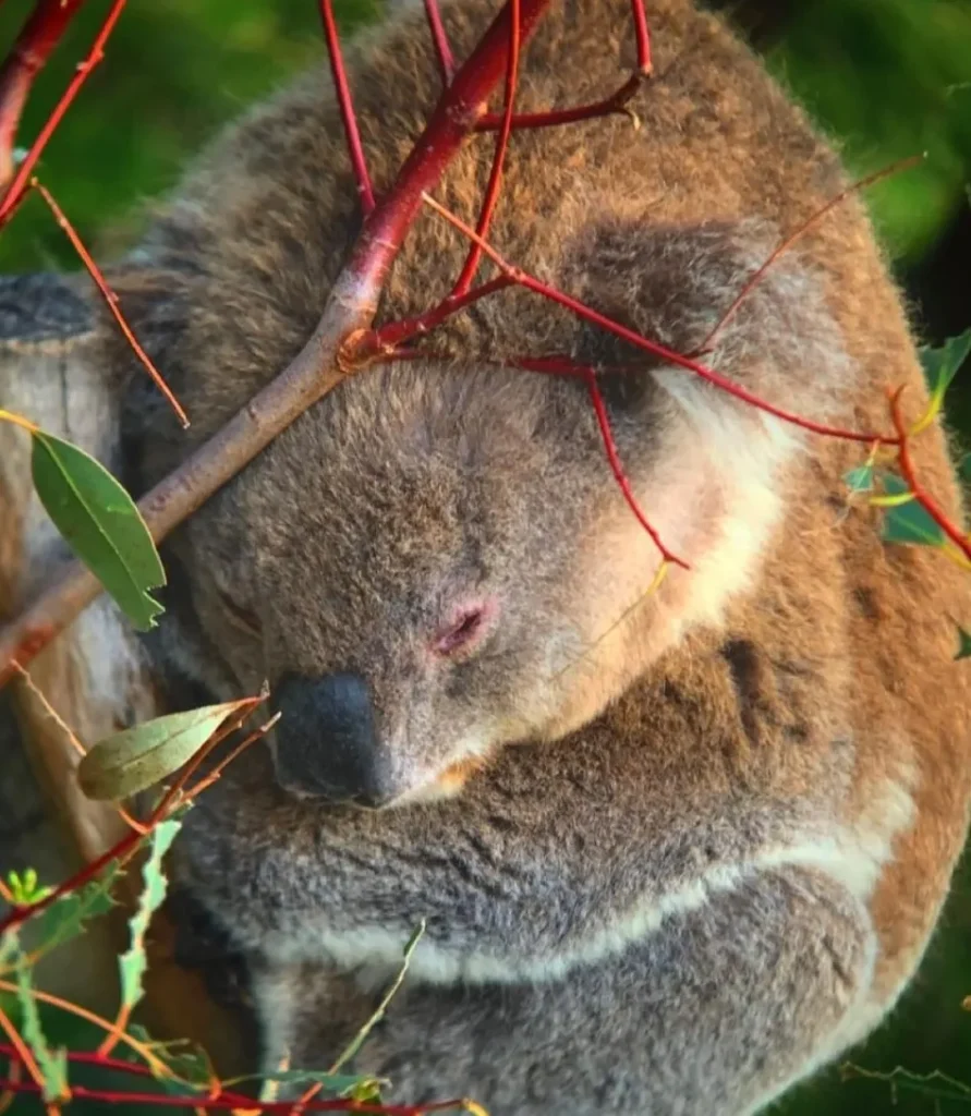 Koala Conservation Reserve