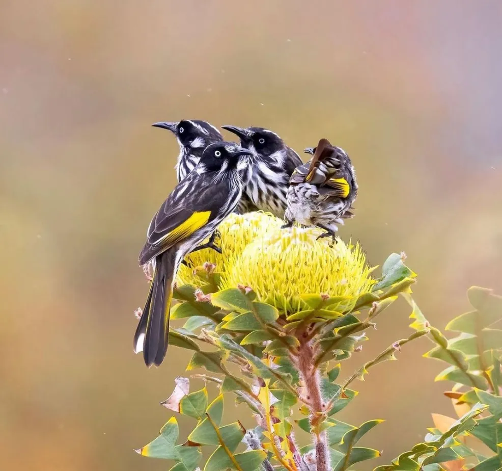 New Holland Honeyeater