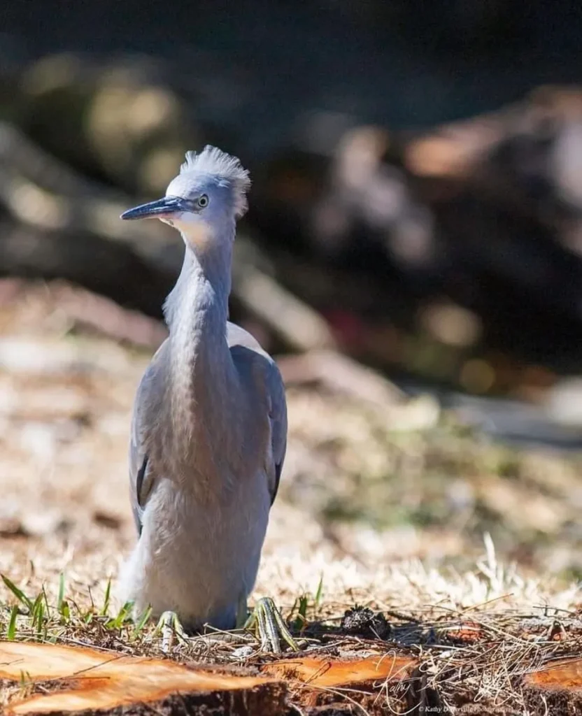 White-faced Heron