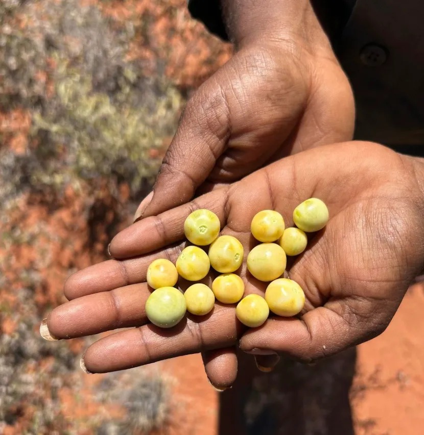 Indigenous bush tucker experience