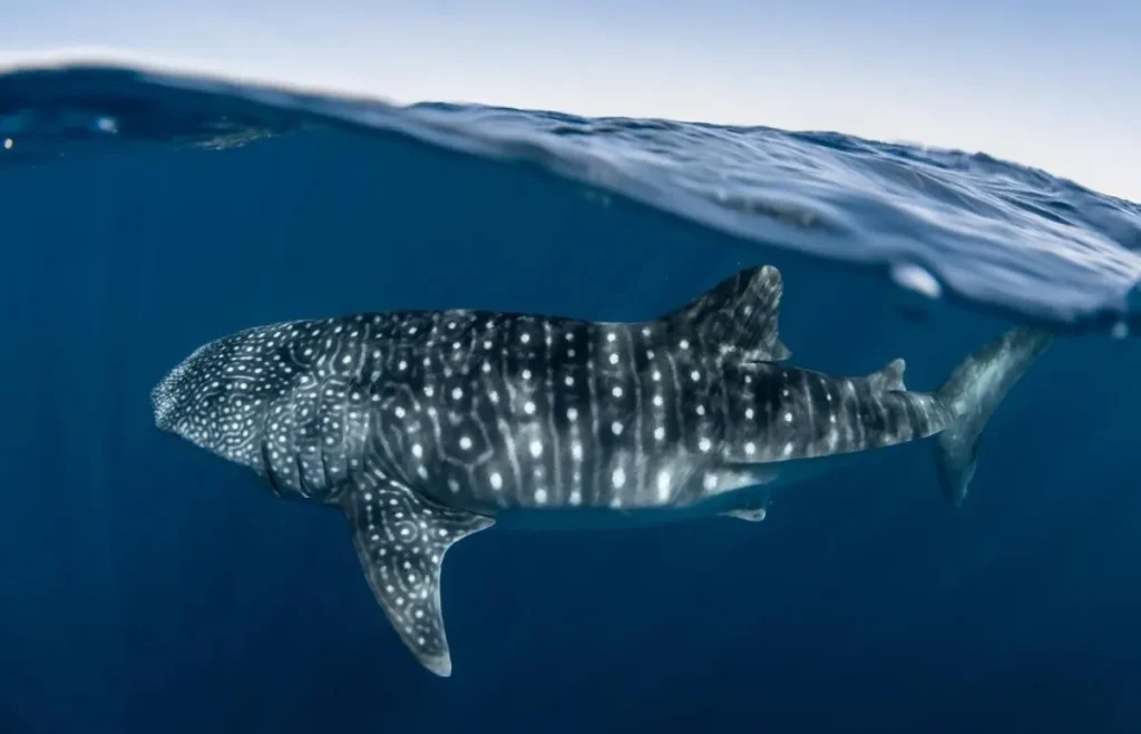 Ningaloo Reef tours