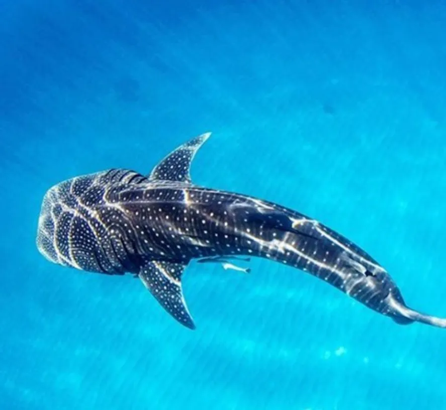 Ningaloo Reef Tours