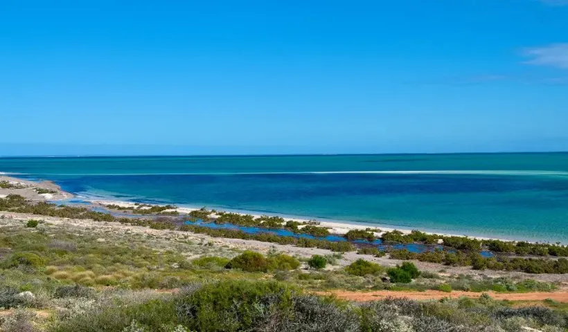 The Significance of Shark Bay’s Marine Life