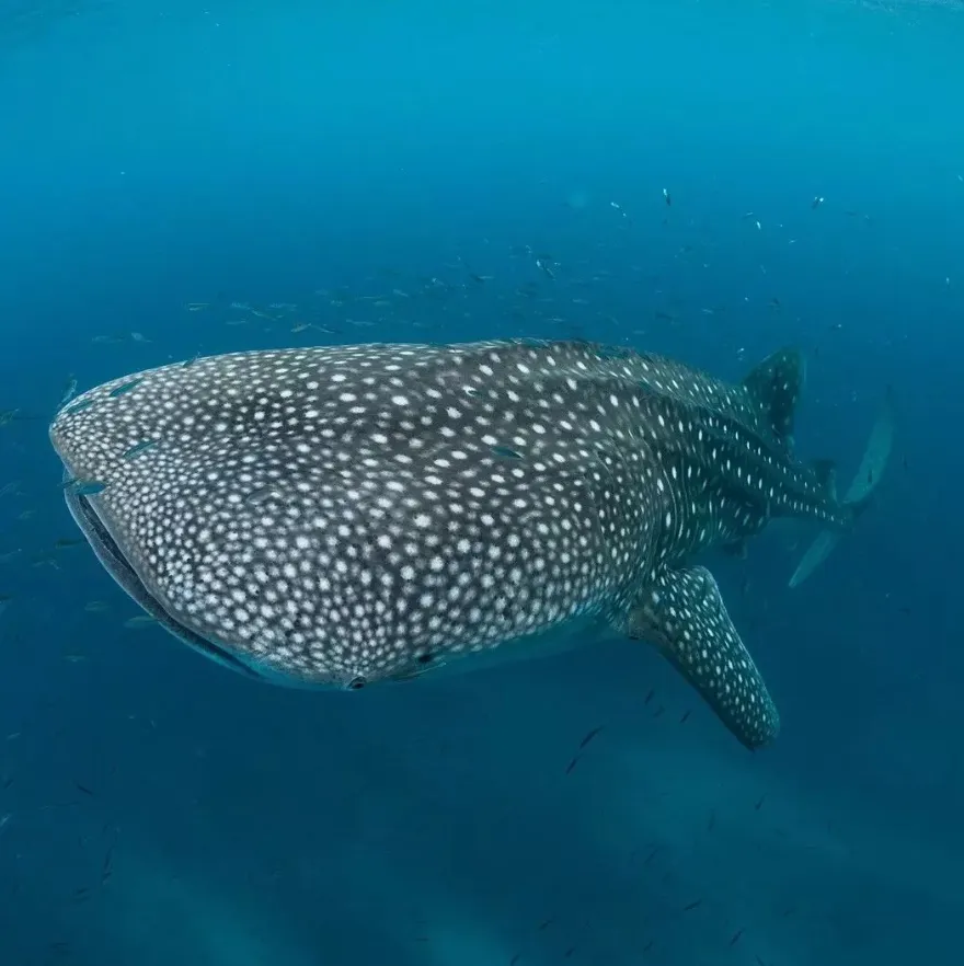 Whale Shark Season in Ningaloo Reef