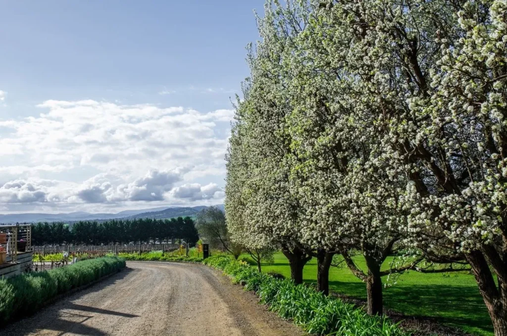 Yarra Valley Wine Tours