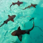 Sharks at Phillip Island