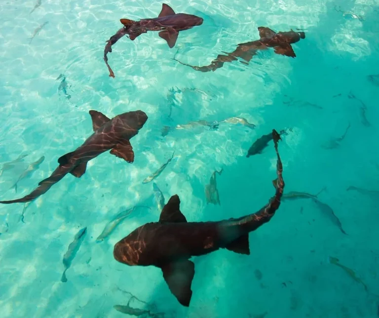 Sharks at Phillip Island